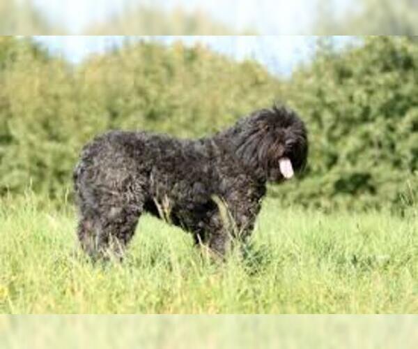 Medium Photo #4 Bouvier Des Flandres Dog Breed