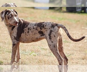 Image of Greyhoula breed