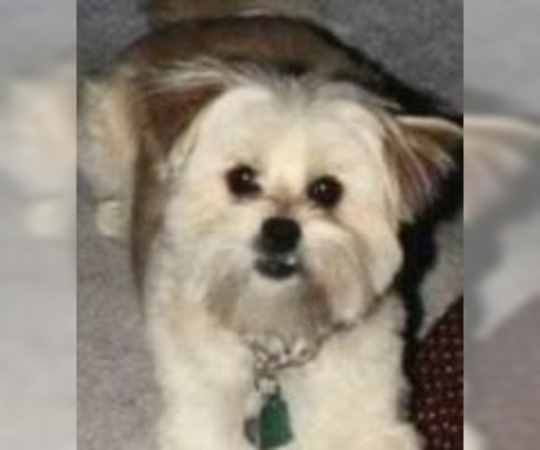 Shih Apso Dog Breed Image