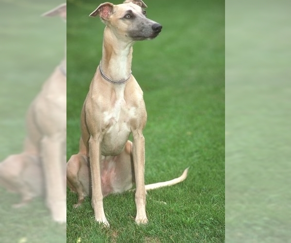 Image of Whippet Breed