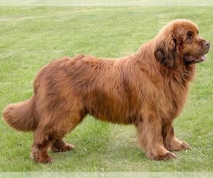 Image of Golden Newfie breed