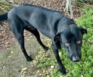 Image of Pyrenees Ridgeback breed