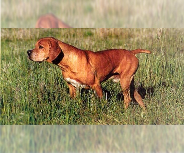 Image of Portuguese Pointer Breed