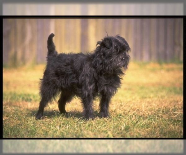 Medium Photo #2 Affenpinscher Dog Breed