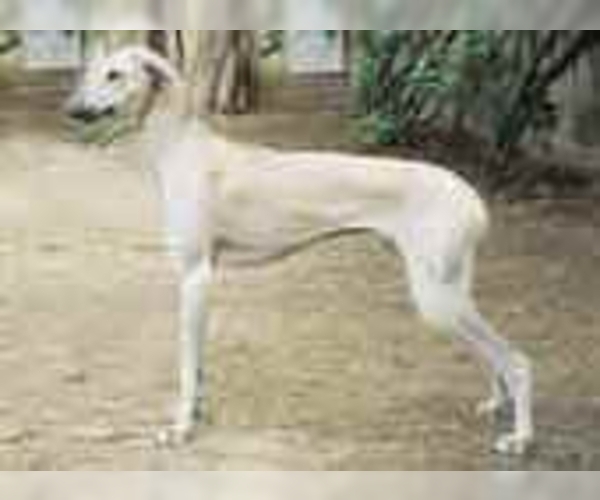 Image of Chippiparai Breed