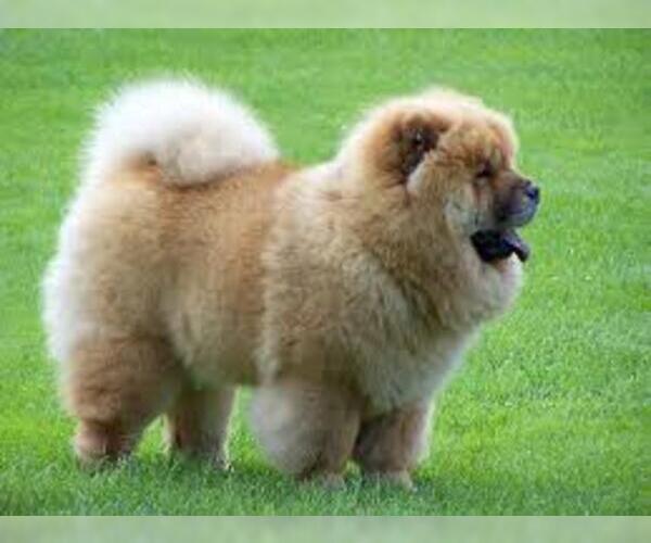 Medium Photo #8 Chow Chow Dog Breed