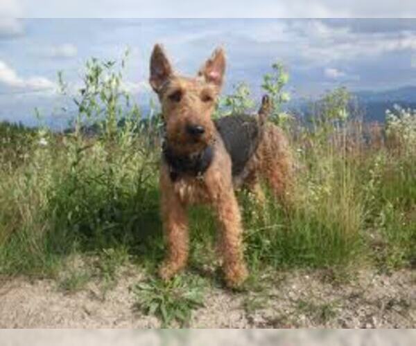 Medium Photo #7 Welsh Terrier Dog Breed