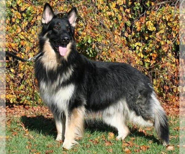 Shiloh Shepherd