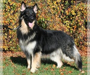 Samll image of Shiloh Shepherd