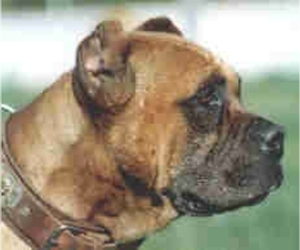 Samll image of Spanish Bulldog (Alano Español)