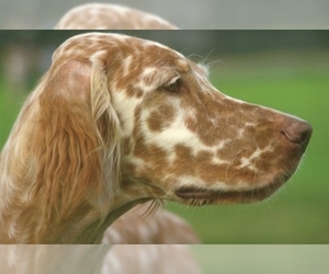 English Setter puppies for sale and English Setter dogs for adoption