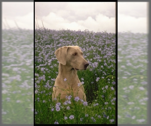 Medium Photo #1 Weimaraner Dog Breed