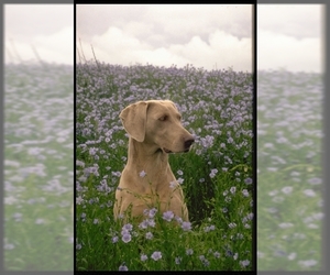 Samll image of Weimaraner