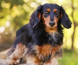 Image of Dachs-Aussie breed