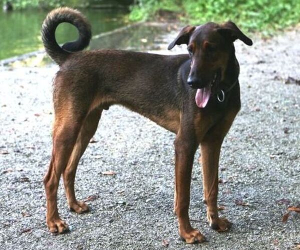 Medium Photo #1 Malinois Doberman Dog Breed