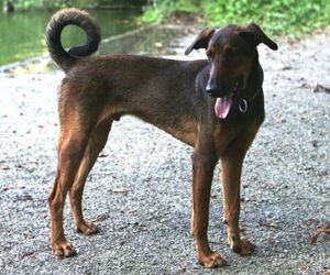 Malinois Doberman puppies for sale and Malinois Doberman dogs for adoption