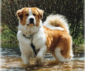 Image of Great Bernese breed