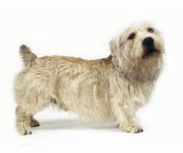 Medium Photo #6 Glen of Imaal Terrier Dog Breed