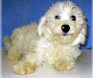 Poochon puppies for sale and Poochon dogs for adoption