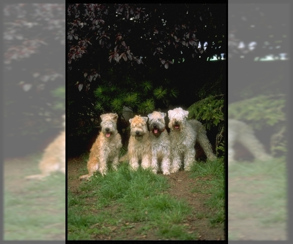 Image of Soft Coated Wheaten Terrier Breed