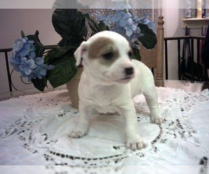 Jack Chi puppies for sale and Jack Chi dogs for adoption