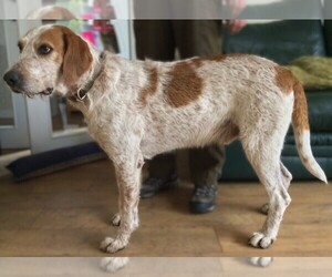 Samll image of Welsh Foxhound 