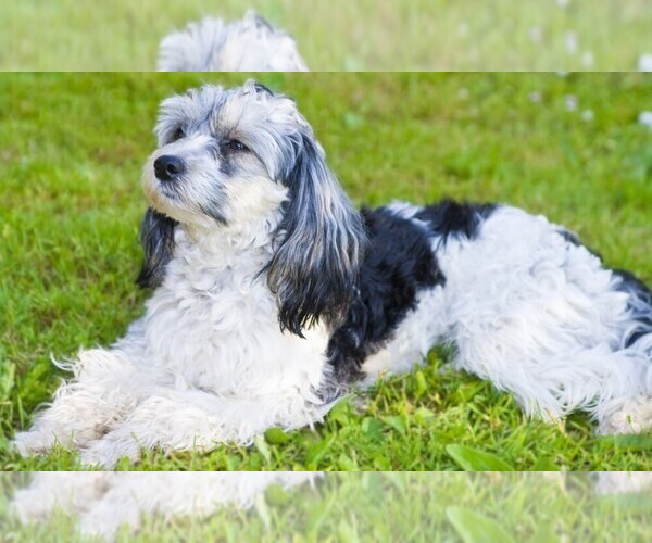 Medium Photo #1 Skypoo Dog Breed