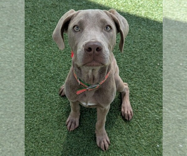Medium Photo #1 Neapolitan Weimaraner Dog Breed