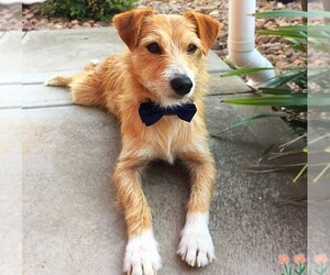 Image of Golder Jack breed