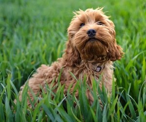Photo of Cockapoo (Toy)