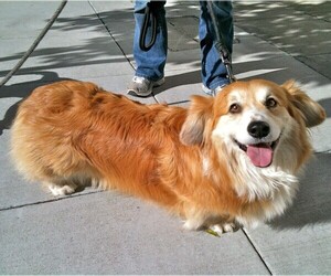 Image of Corgi Spaniel breed