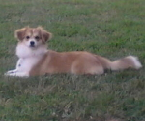 Image of Shetinese breed