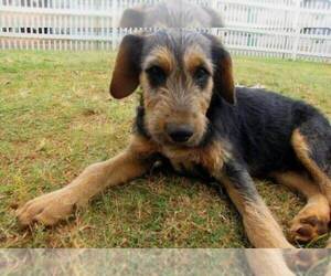 Border Airedale puppies for sale and Border Airedale dogs for adoption