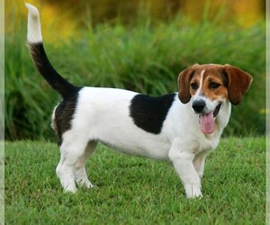 Image of Bagle Hound breed