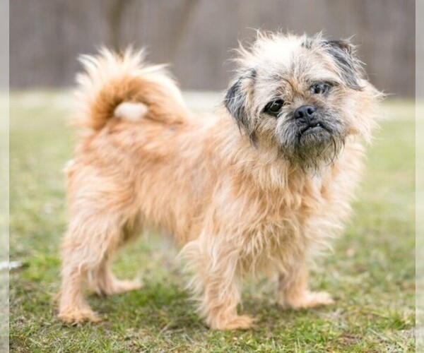 Medium Photo #1 Brug Dog Breed