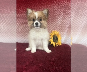 Image of Pomerat breed