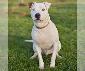 American Bully-Pit puppies for sale and American Bully-Pit dogs for adoption