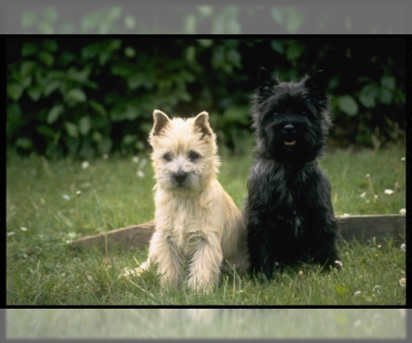 Cairn Terrier Dog Breed Image