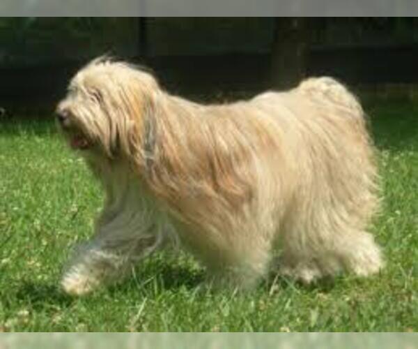 Medium Photo #6 Tibetan Terrier Dog Breed