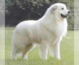 Small Photo #6 Great Pyrenees Dog Breed