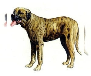 Image of Rastreador Brasileiro breed