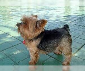 Small Photo #2 Yorkshire Terrier Dog Breed