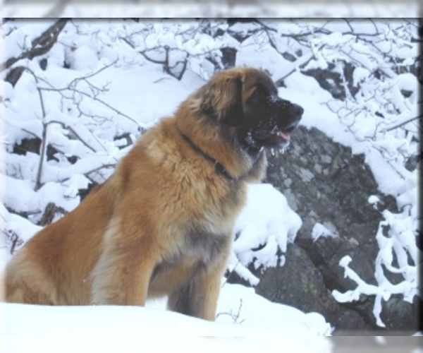 Medium Photo #1 Leonberger Dog Breed