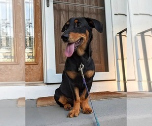 Dobercorgi puppies for sale and Dobercorgi dogs for adoption