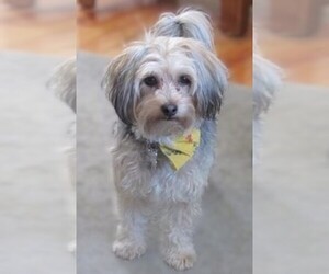 Samll image of Silky Coton