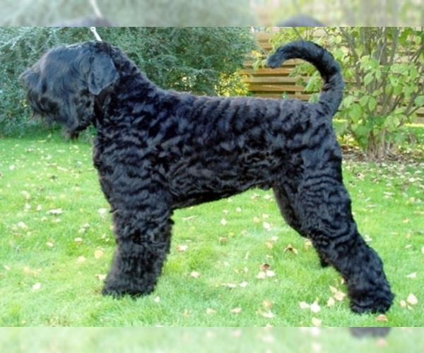 Black Russian Terrier Dog Breed Image