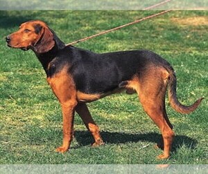 Image of Greek Hound  (Hellenikos Ichnilatis) breed