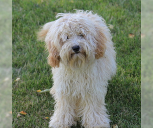 Small #6 Breed Labradoodle image