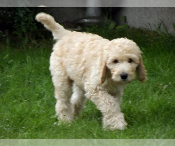 Medium Photo #9 Labradoodle Dog Breed