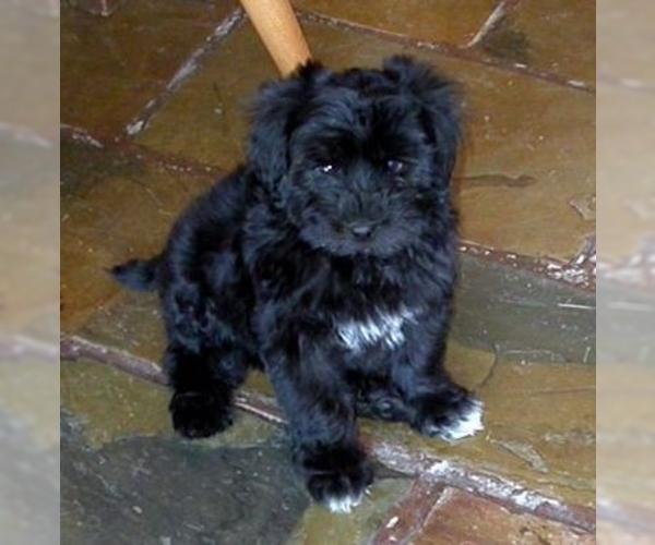 Image of Maltipoo Breed